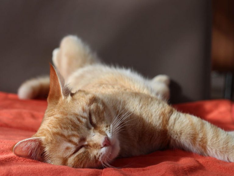 Cat FIV Symptoms, Causes, and Treatments UK Pets