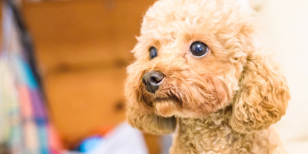 Are Toy Poodles Good Family Dogs Uk Pets