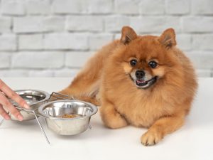 Best Dog Food Ingredients