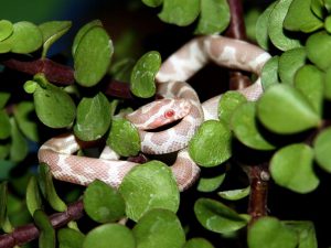 Best Snake Breeds to Have as Pets