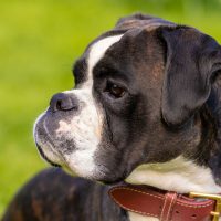 Guide to Breeding Boxer Dogs