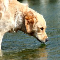 Causes of Dogs’ Excessive Drinking