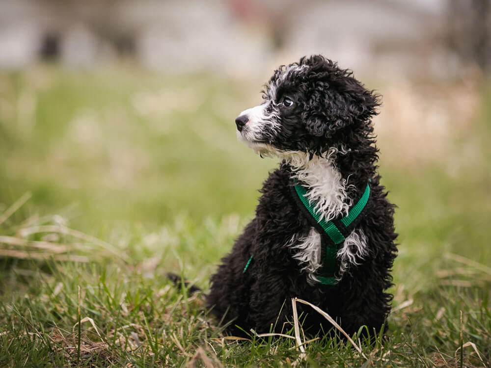Top Tips For Training A Toy Poodle Uk Pets