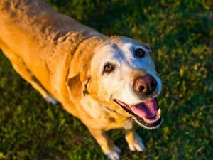 5 Common Cancers in Dogs and How to Spot the Signs