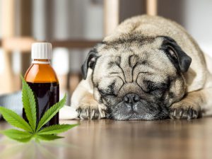 Marijuana-Devoted Pets: Astonishing Reasons for the Rising Trend