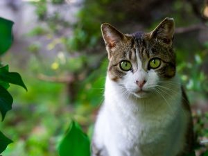 Cherry Eye in Cats: Causes and Treatments
