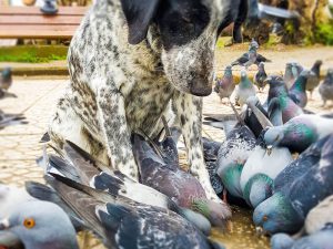 Chlamydia Risk in Dogs from Bird Poo or Carcasses