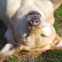 7 Facts Behind Dog Snoring