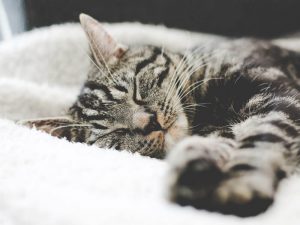 FIP in Cats: Symptoms and Treatments