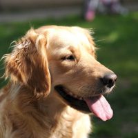 Dealing with Kidney Diseases in Dogs