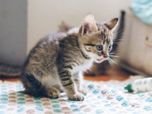 Kitten Care Guide on Kitten Feeding