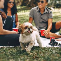 How Pets Influence Our Relationships