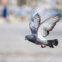 7 Most Asked Questions About Racing Pigeons and Pigeon Races