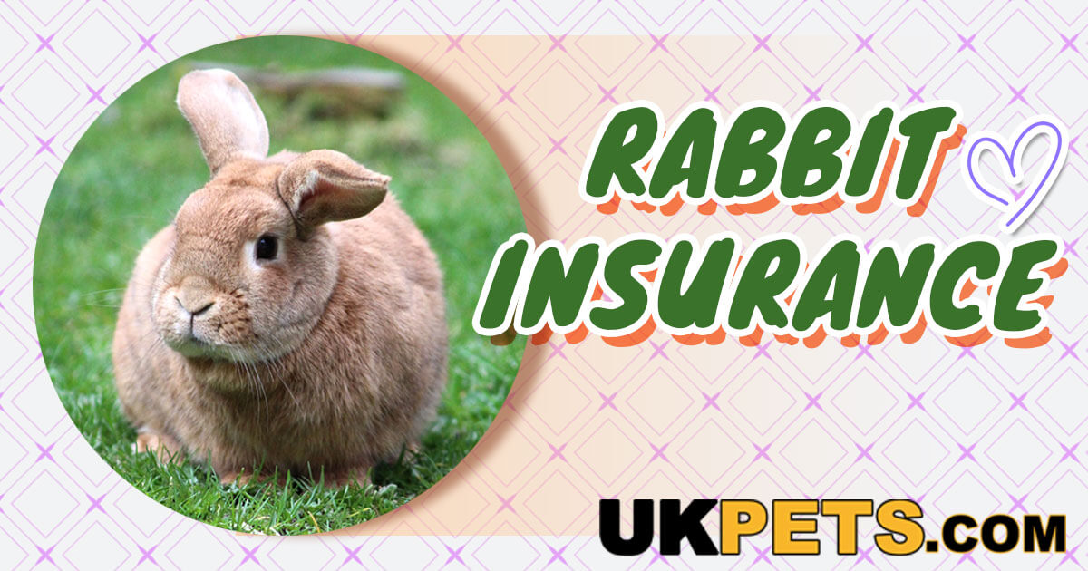 Is Insurance for Rabbits Worth It? | UK Pets
