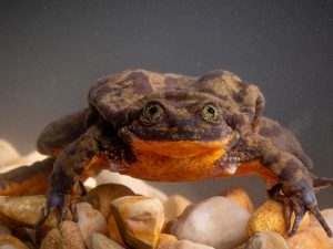 Ten-Year Bachelor Sehuencas Water Frog Finally Found Its Sweetheart