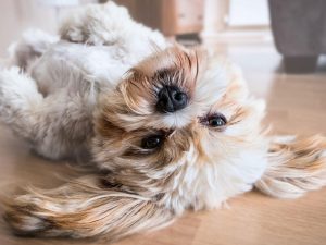 Calls for More Flexible Housing Policies to Allow Pets