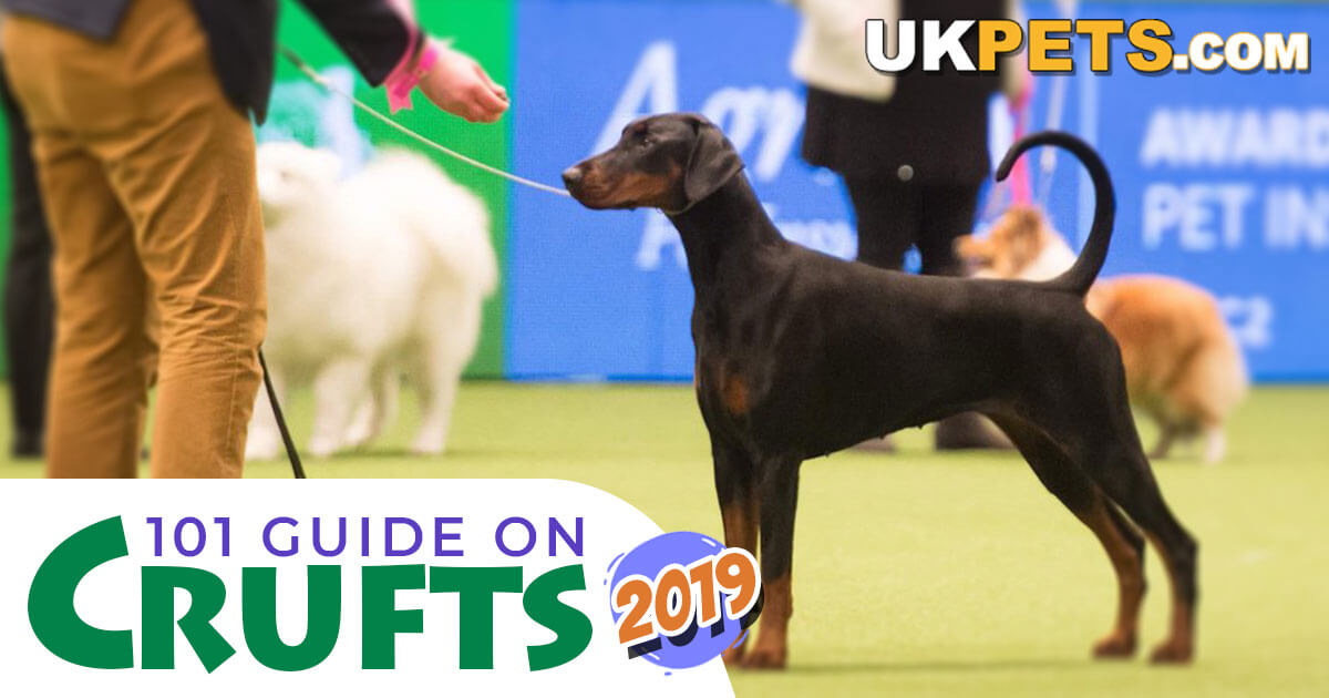 Attending Crufts 2019 
