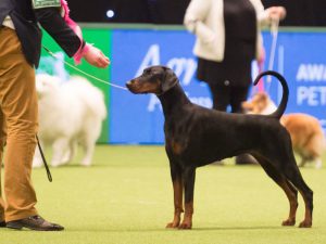 The World’s Greatest Dog Show Crufts 2019 Is Back!