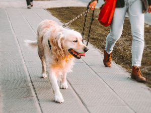 Dog Walker Update: Stricter Guidelines Released Ensuring Pets’ Safety