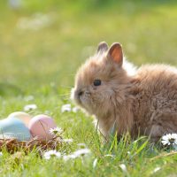 What Happens to Rabbits After Easter?