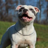 Why the Staffordshire Bull Terrier Is Voted as Britain’s Top Dog
