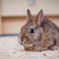 5 Things to Consider Before Getting a New Bunny