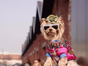 Glammed-Up Pets Strut in New York Pet Fashion Show 2019