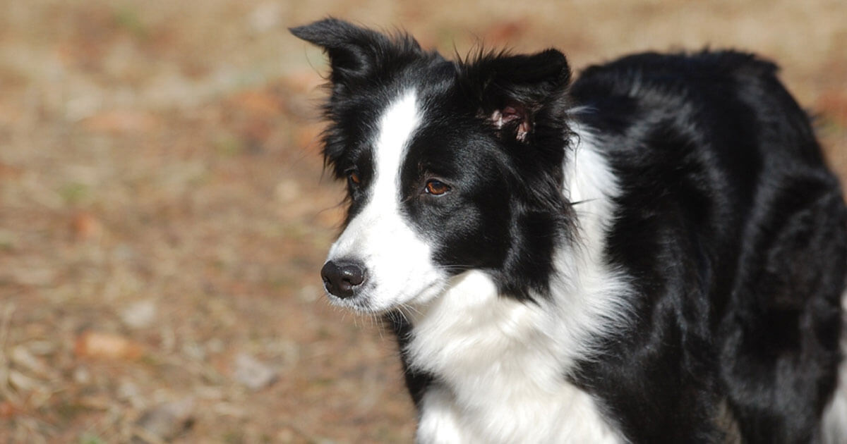 Fall in Love with Border Collies with These Six Amazing