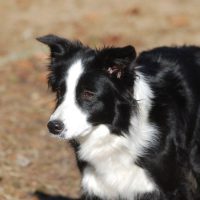 Fall in Love with Border Collie with These 6 Amazing Facts