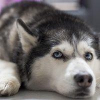 Heroic Husky Stories: Have-a-go-hero Husky Led Police to a Suspect