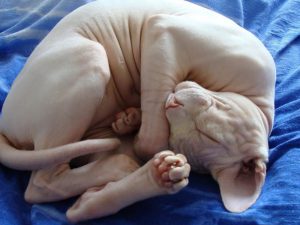 Special Cat with Special Needs: The Hairless Sphynx Cat