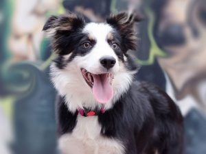 Border collie: The Smartest Dog in the World