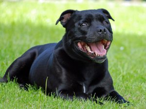 Are Staffordshire Bull terriers an Aggressive Breed