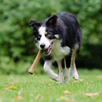 Training the Athletic Border Collies