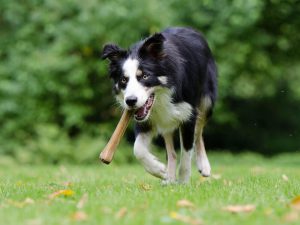 Training the Athletic Border Collies
