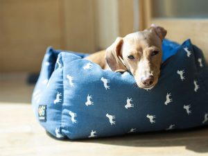 9 Tips for Pampering Pets in a More Energy-Efficient Way
