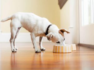 Dog Essential Nutrients: Your Guide to a Balanced Nutritious Diet