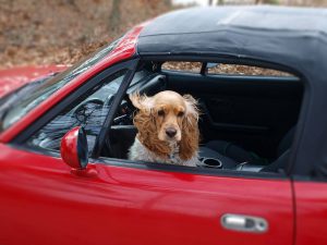 What is Dog Travel Sickness and How Do You Desensitise It?