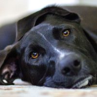 Can Dogs Experience Trauma: PTSD in Dogs