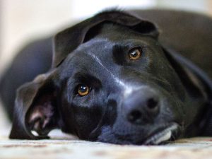 Can Dogs Experience Trauma: PTSD in Dogs