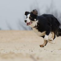10 Fastest Dog Breeds and How They Are as Family Pets