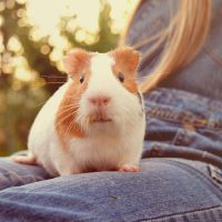 Bringing a New Guinea Pig Home: How to Interact with a Cavy