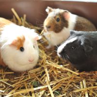 What Does Your Guinea Pig’s Body Language and Sounds Mean?