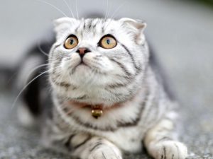6 Best Indoor Cat Breeds