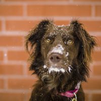 Millions of UK Pets are Suffering from Winter Blues