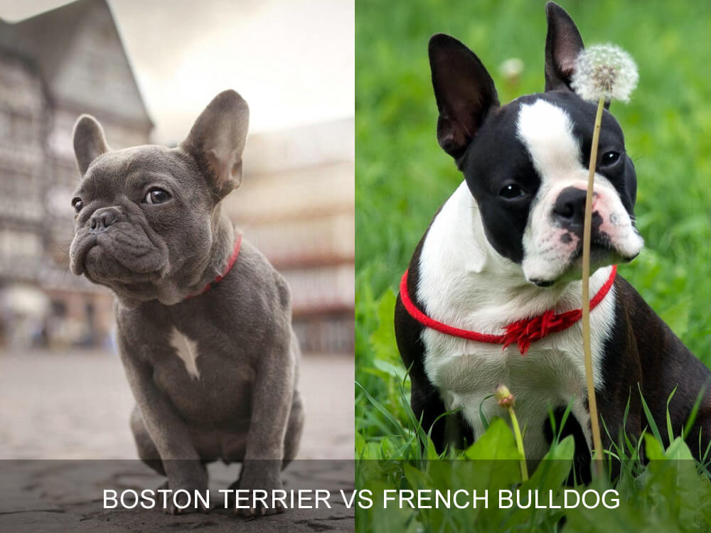 Boston Terrier vs French Bulldog|Differences and Similarities|UK Pets