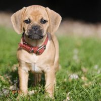 7 Small Dog Breed Myths and Misconceptions