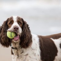 The Beginner's Guide on Looking After a Sprocker Spaniel