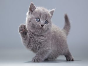 7 Things You Should Know Before Getting a British Shorthair Kitten