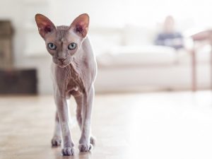 6 Frequently Asked Questions About Sphynx Cats